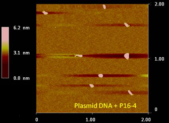 upload_AFM-DNA.png